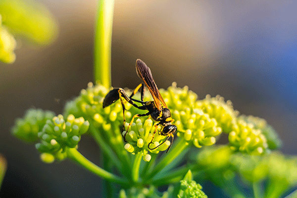 Apps are needed for managing asthma and allergies from pollen