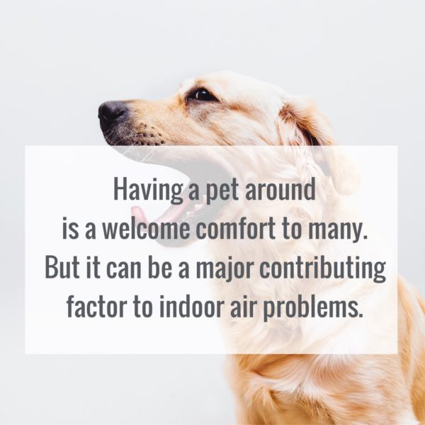 Indoor air can be dangerous for those with pets