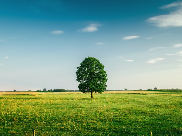 Tree in full bloom makes you use allergy apps to track pollen 