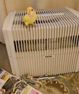 Wildlife and pets like birds need healthy air