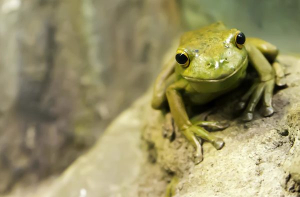 Wildlife like frogs and other amphibians experience pollution