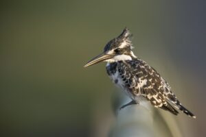 Birds are wildlife that experience air pollution