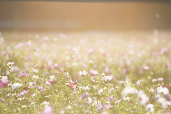 Carbon dioxide making plants cause summer allergies