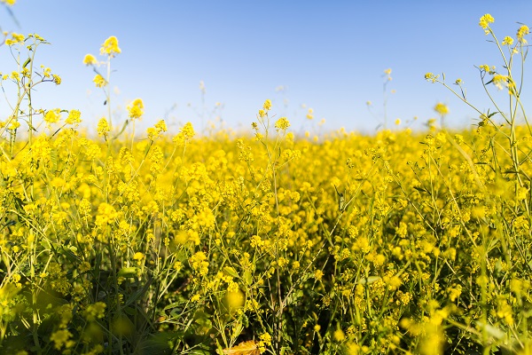 Flowering field affects wildlife