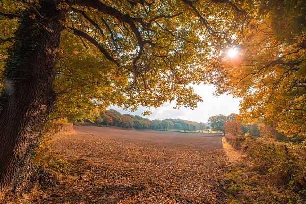 Sun shining over field of fall allergies