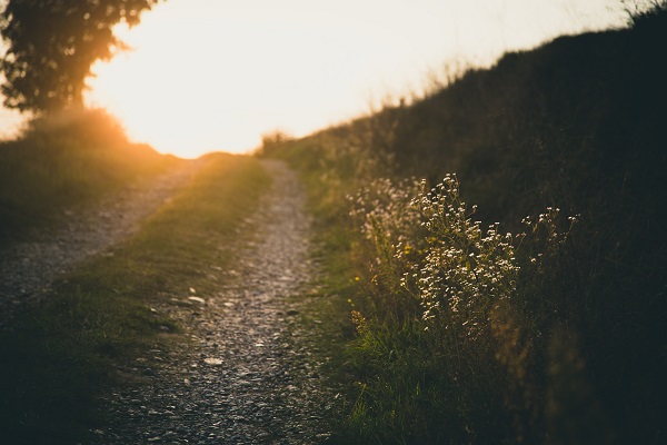 Ragweed lining country road