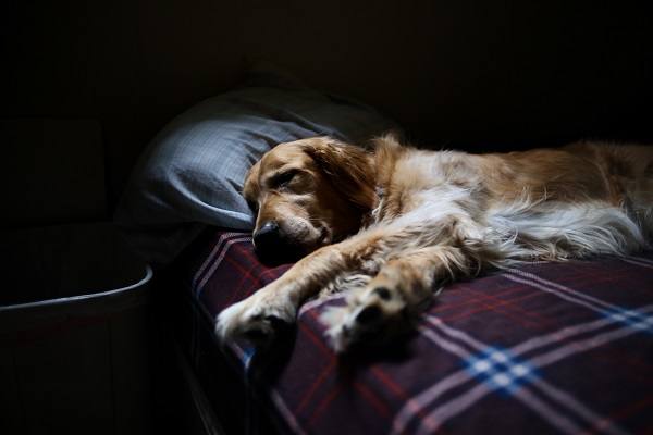 Dog getting good sleep on bed