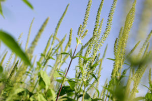 Ragweed plant causes allergic reactions like hayfever
