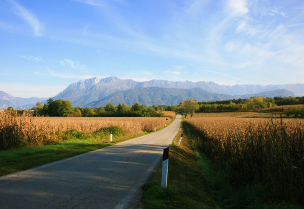 Country road with ragweed along side