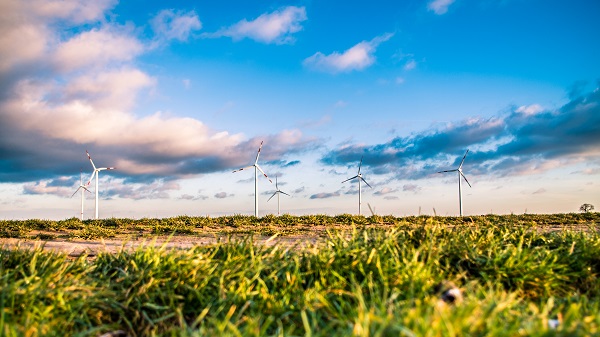 Windmills in ragweed field