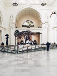 Sue the T-Rex at the Field Museum in Chicago