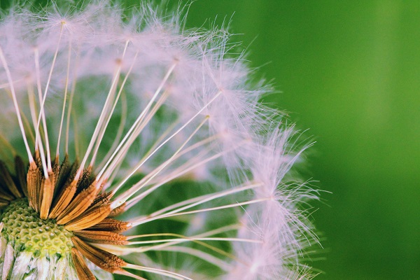 Close-Up-of-Flower