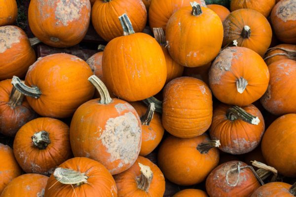 mold-on-pumpkins