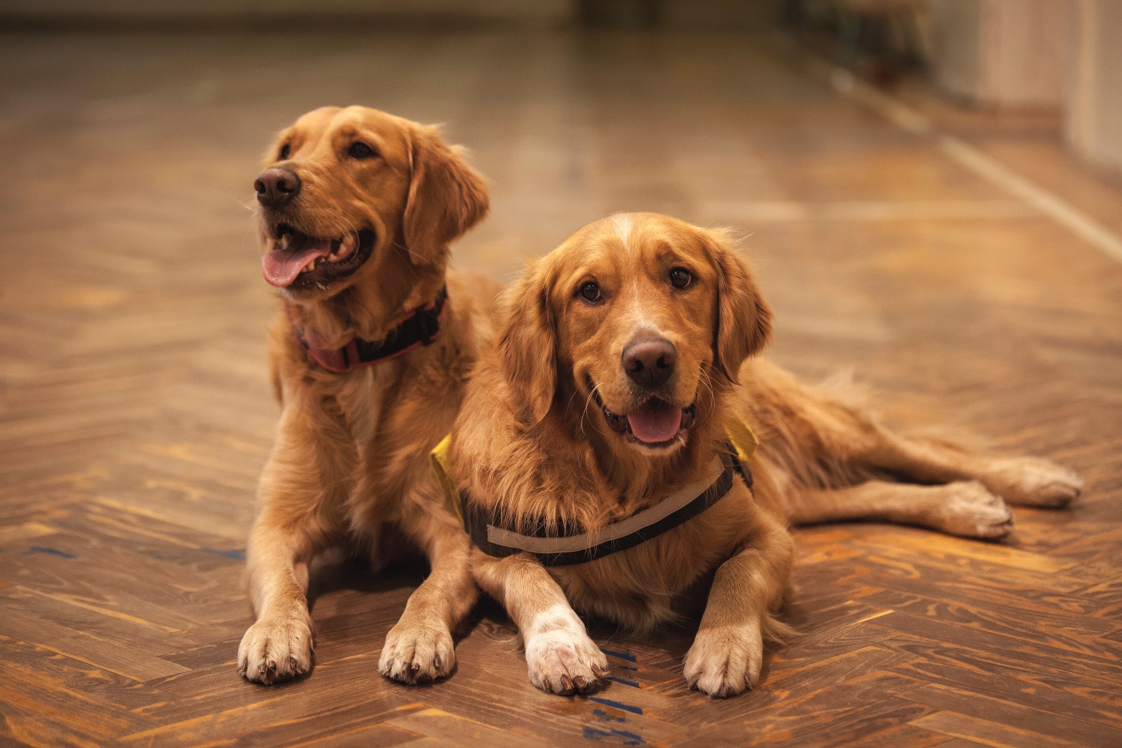 The Impact Pets Have on Indoor Air Quality