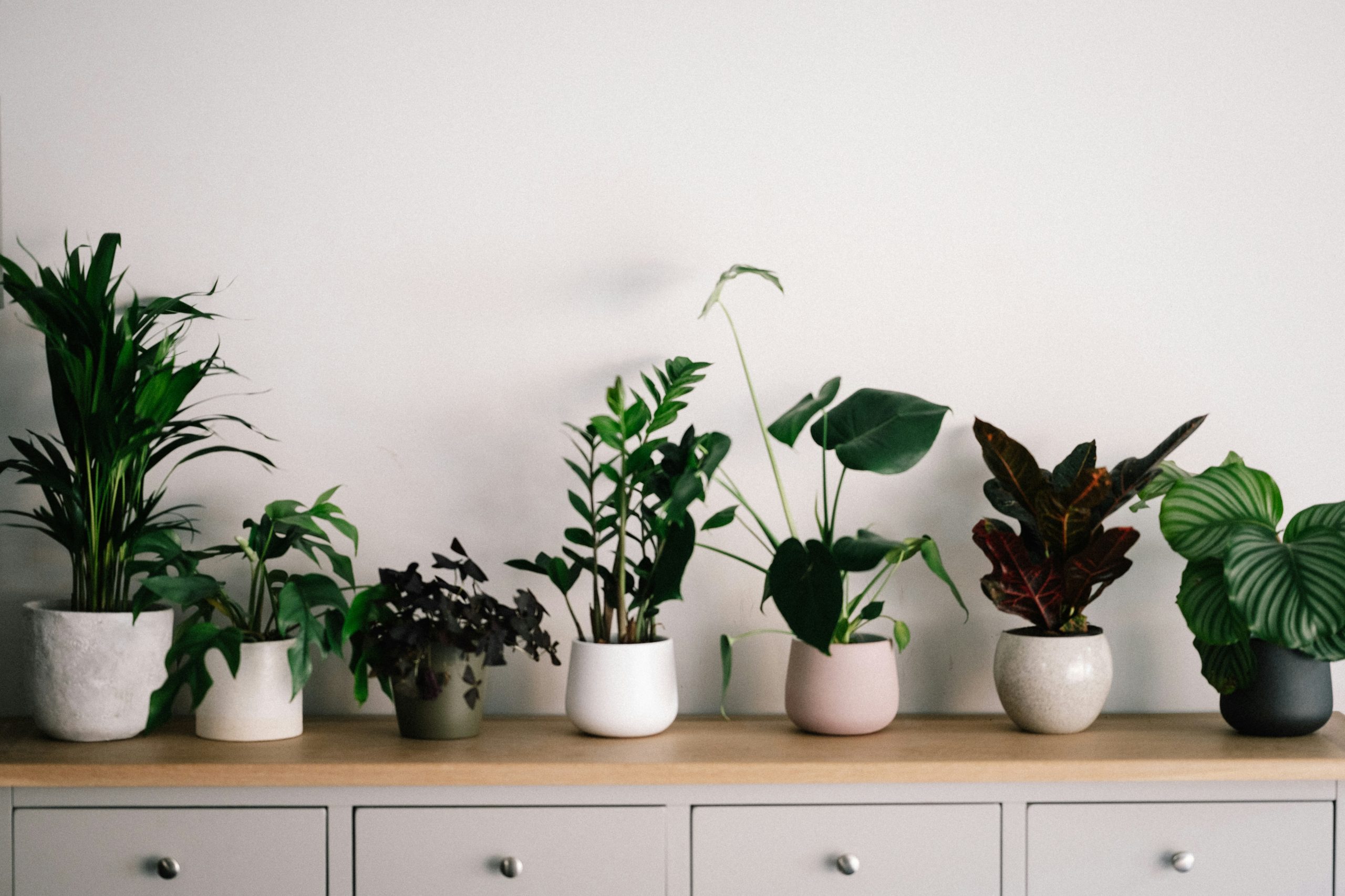 Which Plants Are Most Helpful for Improving Indoor Air Quality?