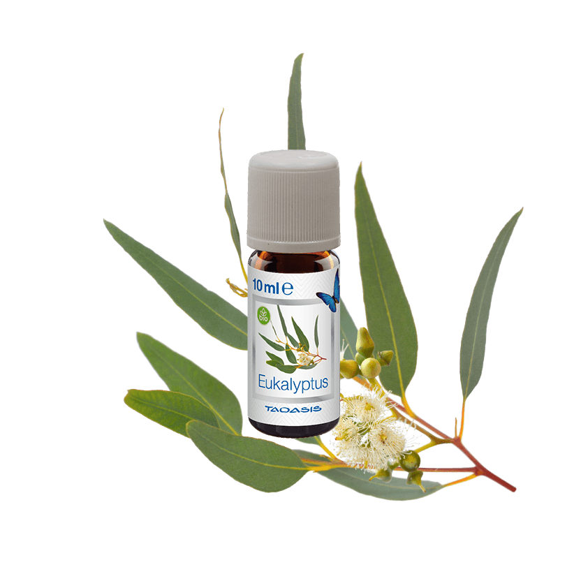 Venta Bio-Duft - Eukalyptus 10ml Flasche Venta Bio-Duft - Eukalyptus 10ml Flasche