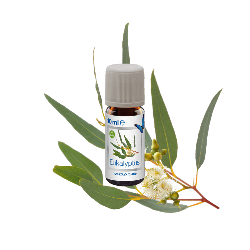 Venta Bio-Duft - Eukalyptus 10ml Flasche