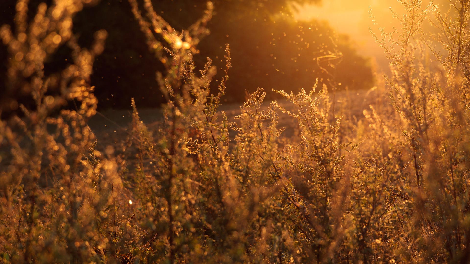 Des herbes qui fleurissent et sont illuminées par le soleil couchant.